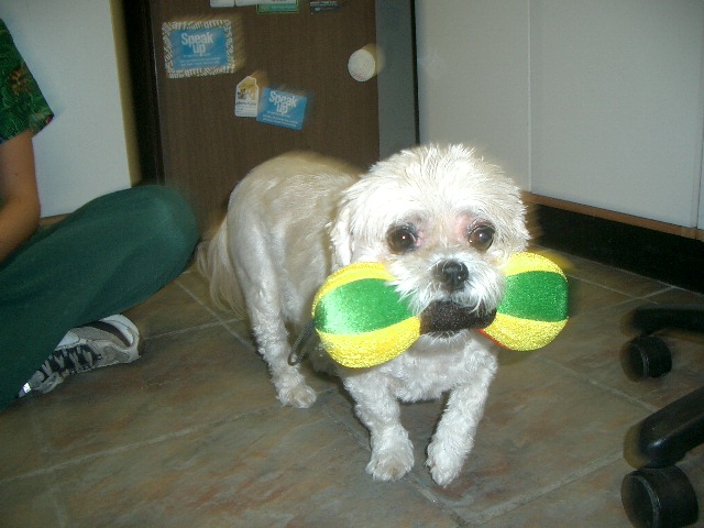 Poodle with toy